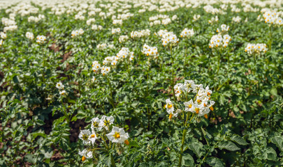 White and yellow blossoming potato plants from close