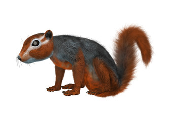 3D Rendering Red Bush Squirrel on White
