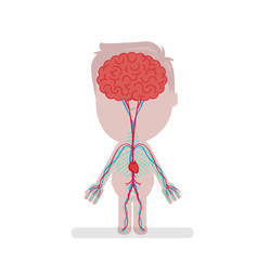 Human body anatomy vector illustration