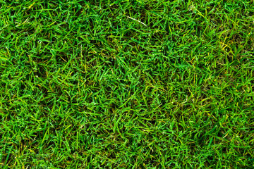 Green grass texture from a field