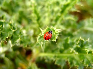 Coccinelle