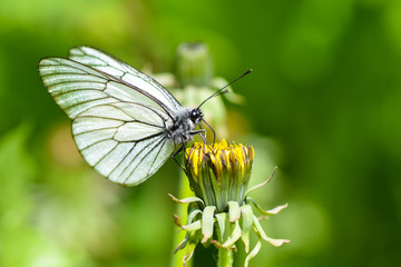 Красивая бабочка сидит на цветке и собирает нектар