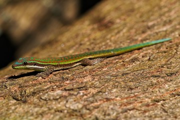 Day gekko in its natural habitat