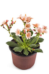 Orange flowers Hippeastrum in flower pot, isolated on white background, (Amaryllidaceae) blossom flowers Amaryllis or Hippeastrum