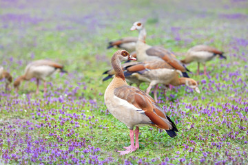 Egyptian Goose Family