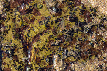 Colorful Barnacles and Lichen Pattern and Textures on Shoreline