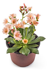 Orange flowers Hippeastrum in flower pot, isolated on white background, (Amaryllidaceae) blossom flowers Amaryllis or Hippeastrum