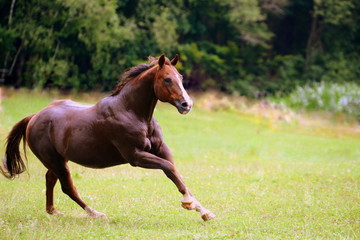 Fototapeta premium horse power, wet chestnut Quarter Horse running powerful over the pasture