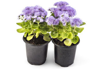 Beatifull fluffy blue Ageratum houstonianum in flower pot on the white background. Conoclinium coelestinum. Garden plants