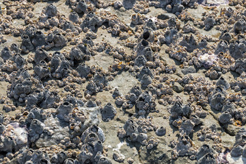 Patterns and Textures of  Rock Covered in Barnacles Background