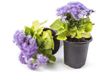 Beatifull fluffy blue Ageratum houstonianum in flower pot on the white background. Conoclinium coelestinum. Garden plants