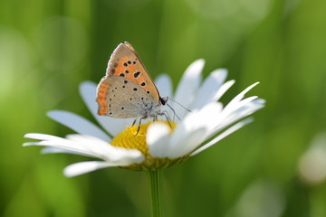 Fototapeta na wymiar Красивая бабочка сидит на цветке и собирает нектар