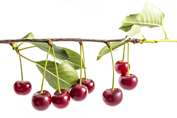 Fresh ripe organic sour cherries on branch with leaves, isolated on a white background - 163771756