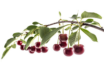 Fresh ripe organic sour cherries on branch with leaves, isolated on a white background - 163771786