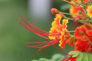 Caesalpinia pulcherrima red flowers closed up image in nature background