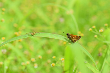 Красивая бабочка сидит на цветке и собирает нектар