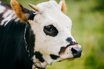 Closeup of spotted chewing cow face on field at pasture high in carpathian moutains at  farm. Flies attacking mammal domestic animal.  Healthy dairy products. Cattle breeding.  Infectious insects