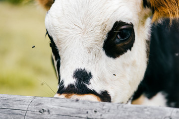 Closeup of spotted chewing cow face on field at pasture high in carpathian moutains at  farm. Flies attacking mammal domestic animal.  Healthy dairy products. Cattle breeding.  Infectious insects