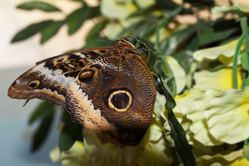butterfly