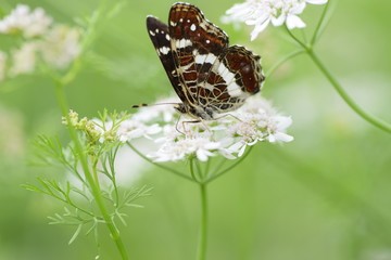 Красивая бабочка сидит на цветке и собирает нектар