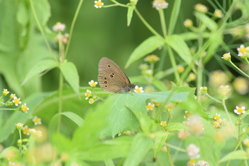 Красивая бабочка сидит на цветке и собирает нектар