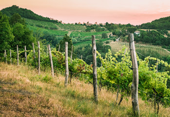 Fototapeta na wymiar vineyards on the hills near Bologna, Italy.