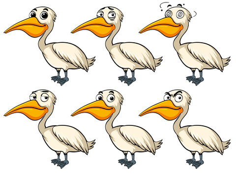 Pelican bird with different emotions