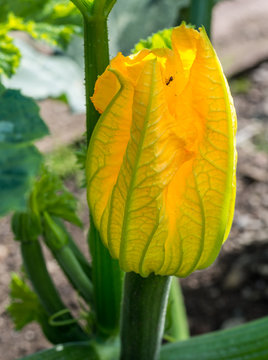 Zucchini Bl&uuml;te
