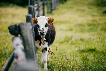 Spotted  young calf with poor afraid unhappy face standing by old woode fence and looking at camera outdoor on pasture with green grass high in mountains. Fresh, healthy dairy products. Mammal animal. © benevolente