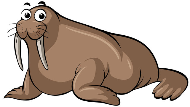 Walrus with happy face