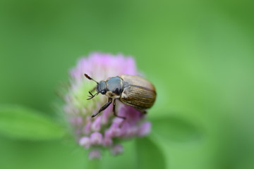 Маленький жук сидит на летнем цветке
