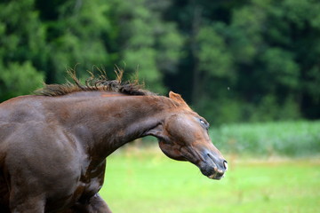 crazy horse, wet chestnut horse running around with it´s head shaking