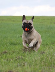 französische bulldogge hat spaß mit einem ball im garten