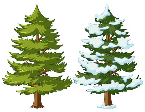 Pine tree with and without snow