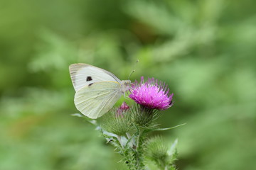 Красивая бабочка сидит на цветке и собирает нектар