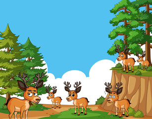 Deers living in forest