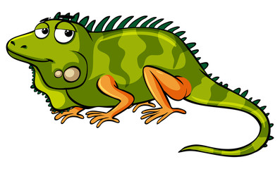 Green lizard on white background