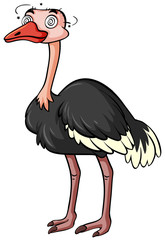 Wild ostrich looking dizzy