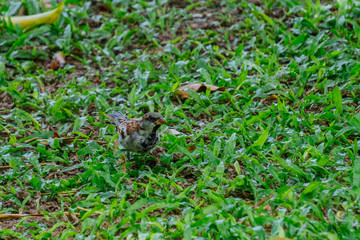 Little wren on grass