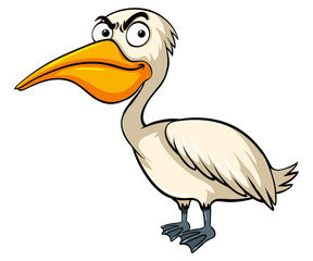 Wild pelican on white background