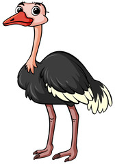 Ostrich standing on white background