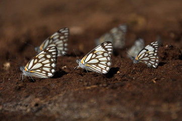 Papillon en Tanzanie