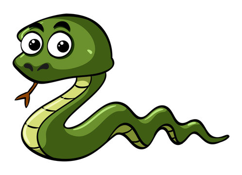 Green snake with wide eyes