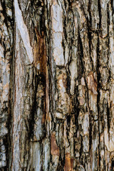 Bark