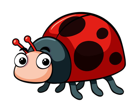 Cute ladybug on white background