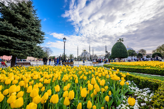 Traditional tulip Festival in Sultanahmet Square,Park,with view of Hagia Sophia,a Greek Orthodox Christian patriarchal basilica (church) on background and colorful tulips on foreground