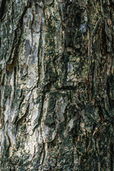 Bark