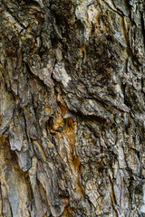 Bark