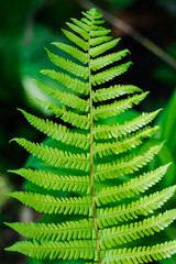 Abstract image of  fresh green leaf texture  leaves in nature