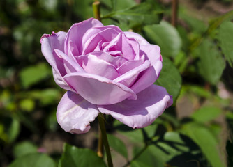 Flower of a purple rose on a green background